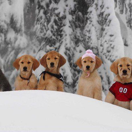 DVD - Disney - Snow Buddies 