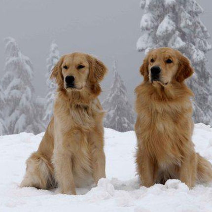 DVD - Disney - Snow Buddies 